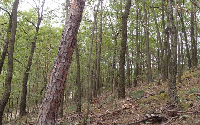 niederoesterreich duernstein wachau geocaching wald