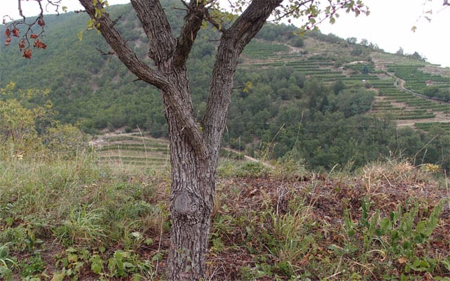 niederoesterreich duernstein wachau firmenausflug geocachingterrassen wein marillen
