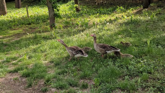 fahrrad neusiedlersee rust burgenland geocaching incentives mgs