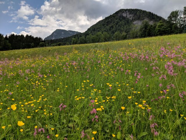 piessling-ursprung gleinkersee oberoesterreich sommerwiese