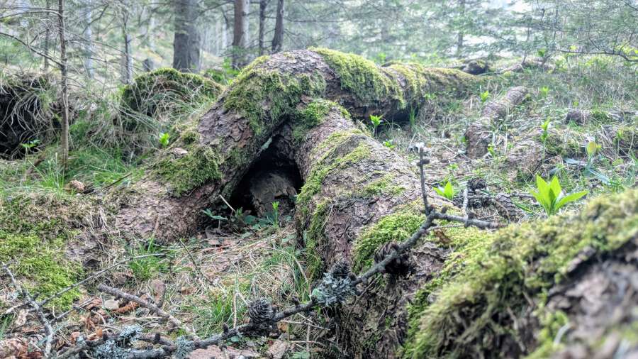 Grüner See Geocaching Teamevent Betriebsausflug Idee