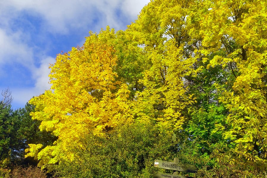 herbst laub bunt wald natur farben blaetter teamevent teambuilding outdoor ausflugsziel geocaching bs Kopie