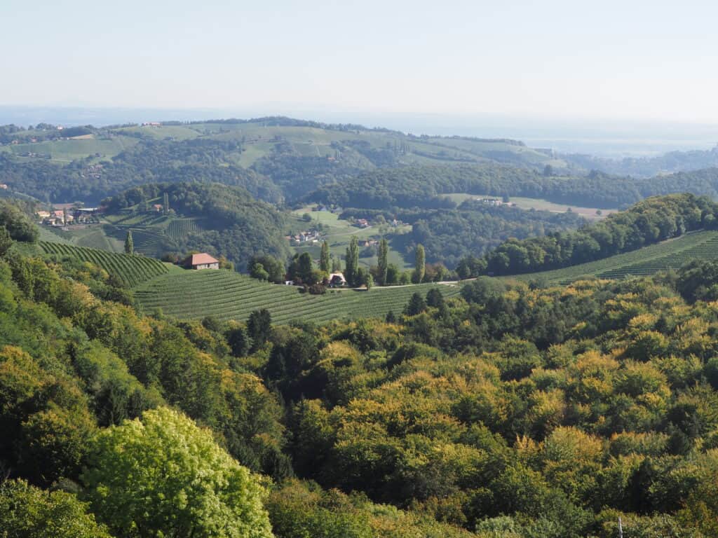 Weinberge