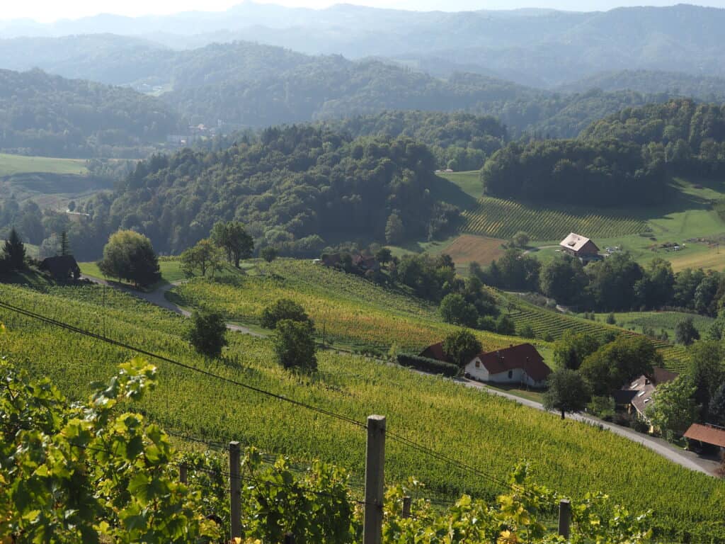 Weinberge